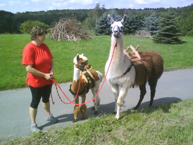 Bild mit Lama und Alpaka